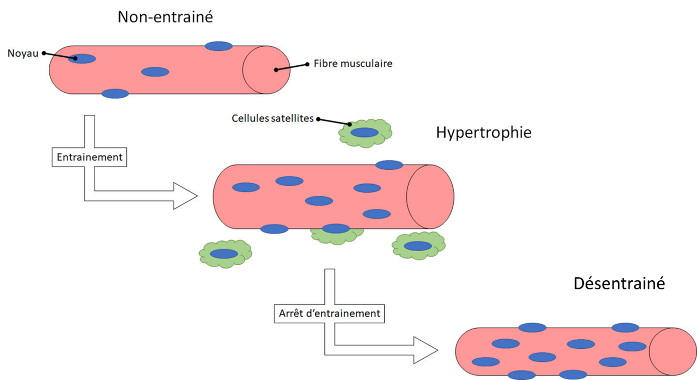 Illustration du processus d'hypertrophie conduisant à l'augmentation du nombre de noyaux musculaires, responsable de la mémoire musculaire.